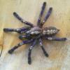 Grammostola grossa 4 cm DC - ostatni post przez Rozyliusz