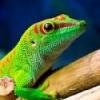 Co się stanie gdy żaba za dużo zje? Żaba latająca bambusowa - last post by AAnolis