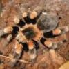 Samice - chromka, reduncus, auratus, balfouri i inne - ostatni post przez Rafal209