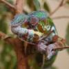 Jak dbać o młodego kameleona - ostatni post przez pedrokielce