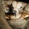 oswajanie węży - ostatni post przez mysza