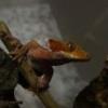 Karmienie-dieta gekony orzęsione - ostatni post przez VisibleNoise
