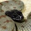 Węże bycze (Pituophis catenifer sayi) - ostatni post przez Amez1