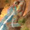 Agama brodata (Pogona vitticeps) - ostatni post przez zawa