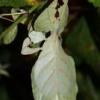 Phyllium bioculatum samiec imago... - ostatni post przez Grzybcio