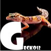 Gekony lamparcie - Moje samiczki - ostatni post przez Gecko12