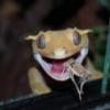 Gekony Gecko RS - promocja urodzinowa - ostatni post przez nopainnogame