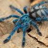 Avicularia versicolor, Psalmopoeus cambidgei - ostatni post przez Wildgreen