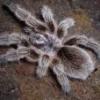 Wycena L1 Grammostola rosea - ostatni post przez Dawid070499