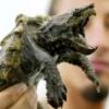 Żółwik Chiński-Chinemys reevesii - ostatni post przez tomasz_lisiak