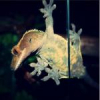 Euprepiophis mandarinus (Wąż mandaryński) - odmawia przyjmowania pokarmu - ostatni post przez Gekonowa