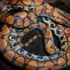 Venomous snake handler wanted - ostatni post przez Nadol