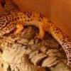 Ackie monitor- gradient temp - last post by adamo1315