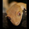 Jak nauczyć jeść Repashy Crested Gecko ? - ostatni post przez iMoCks