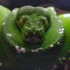 Porady dotyczące młodego węża mahoniowego - ostatni post przez Grosszzek