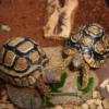 Żółw Lamparci - Suzy ;> - ostatni post przez veltaxio