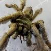 terrarium - Chromatopelma cyaneopubescens - last post by jaco4112