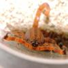 Rozpoznanie płci skorpion Pandinus Imperator - ostatni post przez Yyakari
