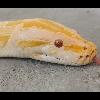 Python bivittatus/Pyton birmański, dorosły samiec albino - ostatni post przez lepidurus