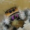Prośba o identyfikację - pająk z rodziny omatnikowatych zza szafy - ostatni post przez deadsociopath
