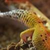 Brak zainteresowania jedzeniem przez gekona - ostatni post przez MartaCrystal