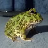 POMOCY grammostola pulchripes nalot na odwłoku - ostatni post przez Xetto