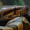 Terrarium dla gekona lamparciego - wentylacja... - ostatni post przez Janiu