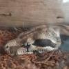 OMEN - Boa Constrictor Imperator Jungle - ostatni post przez Nexave