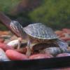 Żółw wonny - przygotowania i budowa terrarium. - ostatni post przez leepa