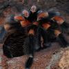Grammostola pulchripes dorosły samiec - ostatni post przez Jaworx