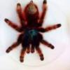 Rower górski MTB 29 alivio shimano na pająki - ostatni post przez Vip3r