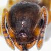 Czy Camponotus barbaricus muszą mieć dogrzewane formikarium. - ostatni post przez Sledzik92