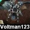 zakup pajaka - ostatni post przez voltman123