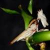 Rozmnażanie muchołówek - ostatni post przez M4O