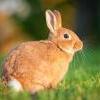 Pytanie odnośnie wyposażenia terrarium dla gekonów płaczących - ostatni post przez Rabbit140