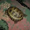 Energiczny żółw - ostatni post przez ciachoradom