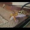 Złamana noga gekona? - last post by SadoPL