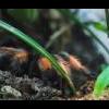 Heterodon Anaconda het. toffee | Gonyosoma prasinum - last post by ziu