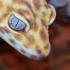 Budowa terrarium dla gekona lamparciego - ostatni post przez DanioIV
