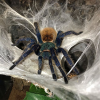 Mój dopiero co kupiony pająk nie chce jeść - ostatni post przez WIELB
