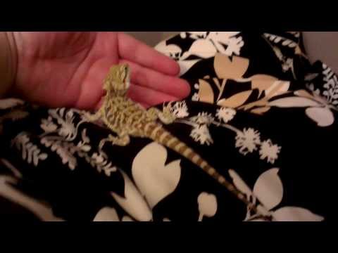 Miniaturka